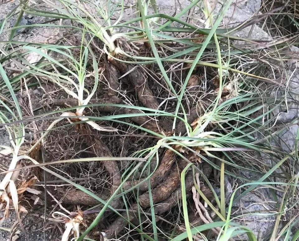西陵知母产地在哪？河北道地药材西陵知母来历