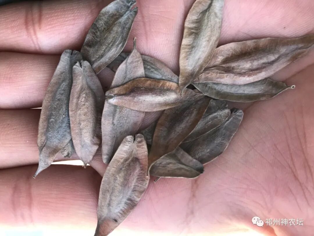 杜仲的功效与作用与主治有哪些？来自孑遗植物的腰痛要药