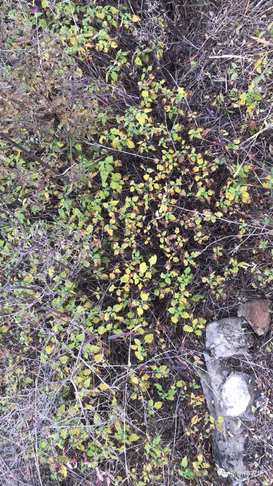 冬凌草抗肿瘤到底有多少强？冬凌草糖浆功效与作用