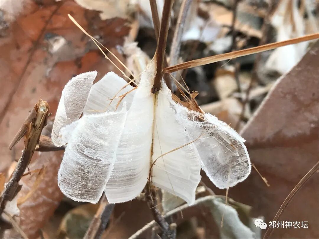 冬凌草抗肿瘤到底有多少强？冬凌草糖浆功效与作用