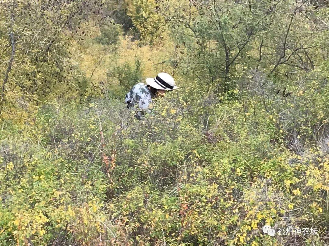 冬凌草抗肿瘤到底有多少强？冬凌草糖浆功效与作用