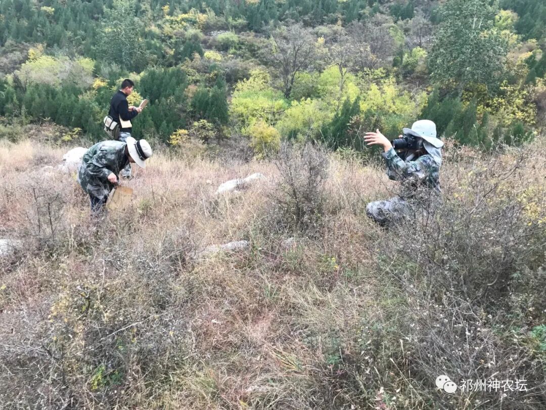 冬凌草抗肿瘤到底有多少强？冬凌草糖浆功效与作用