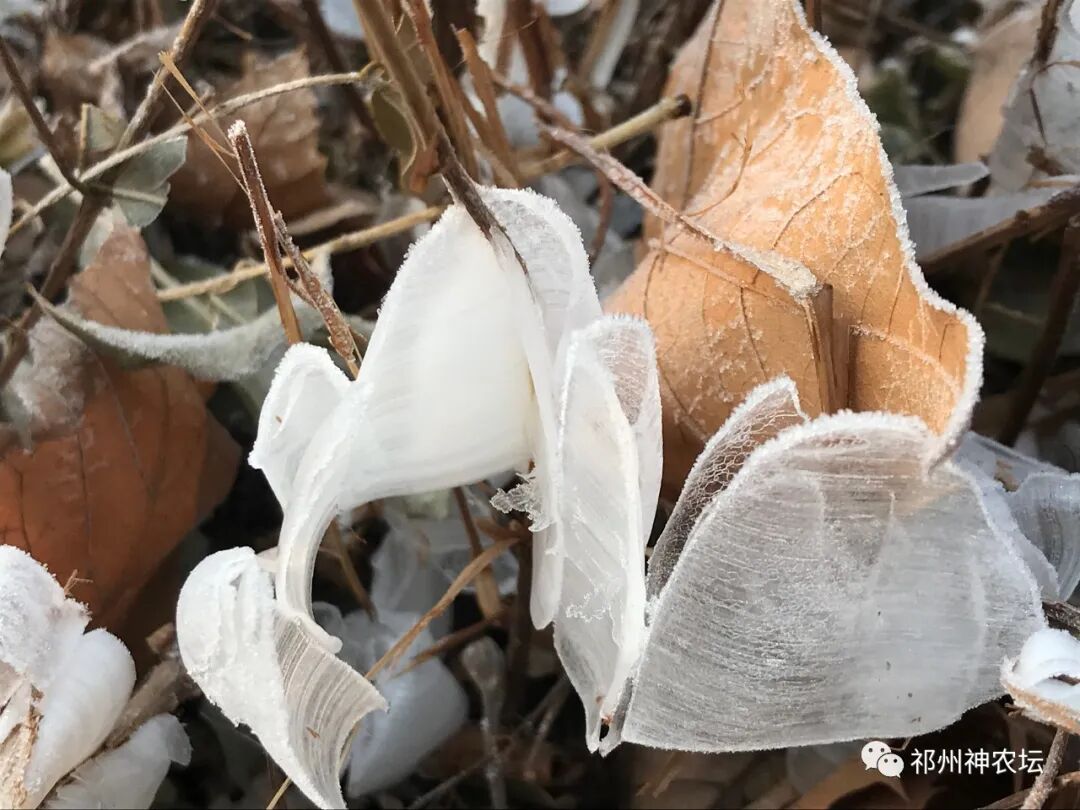 冬凌草抗肿瘤到底有多少强？冬凌草糖浆功效与作用