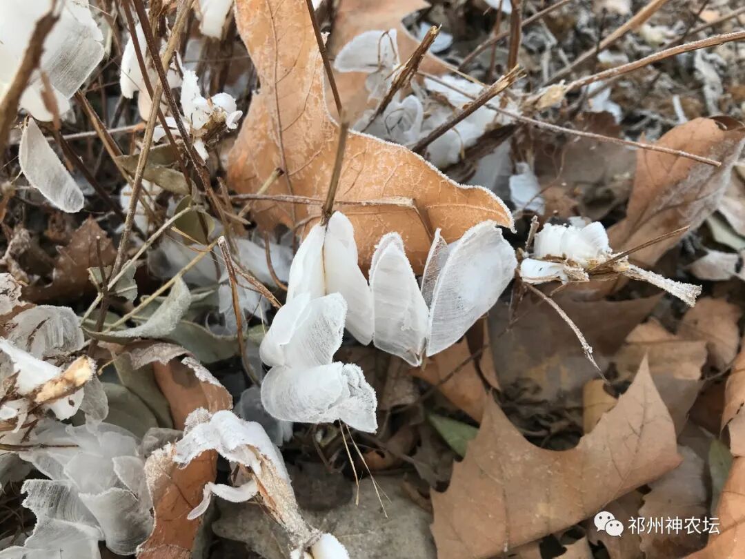 冬凌草抗肿瘤到底有多少强？冬凌草糖浆功效与作用