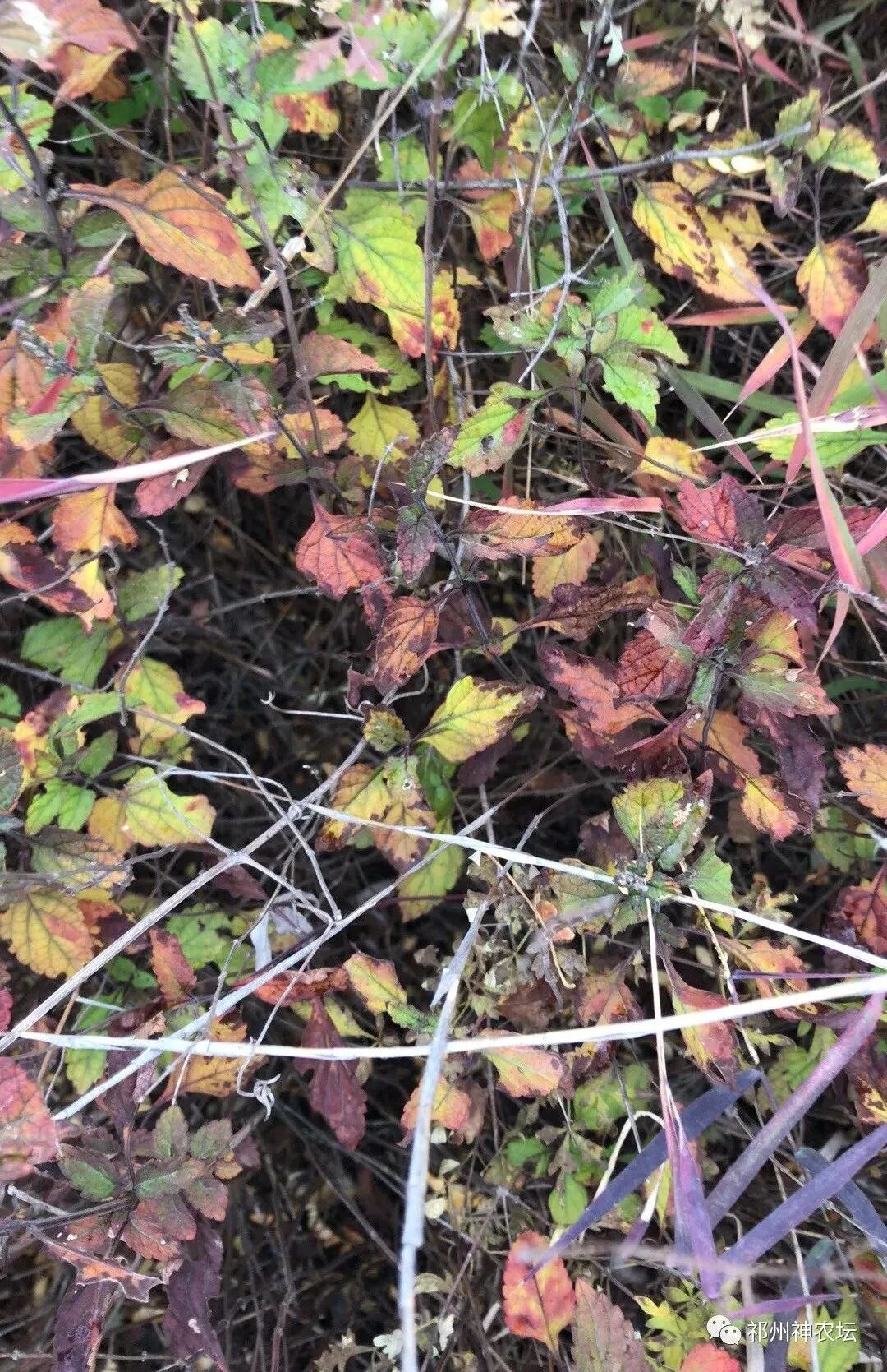 冬凌草抗肿瘤到底有多少强？冬凌草糖浆功效与作用