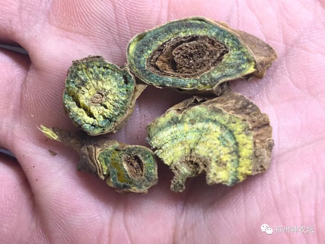 热河黄芩产地哪里？河北道地药材热河黄芩图片