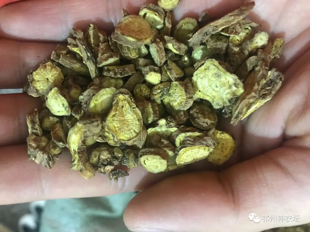 热河黄芩产地哪里？河北道地药材热河黄芩图片