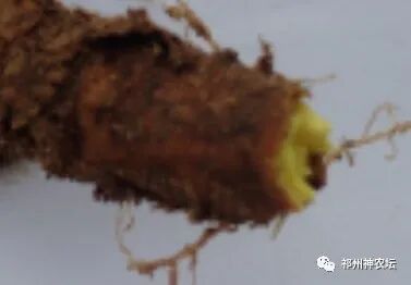 热河黄芩产地哪里？河北道地药材热河黄芩图片