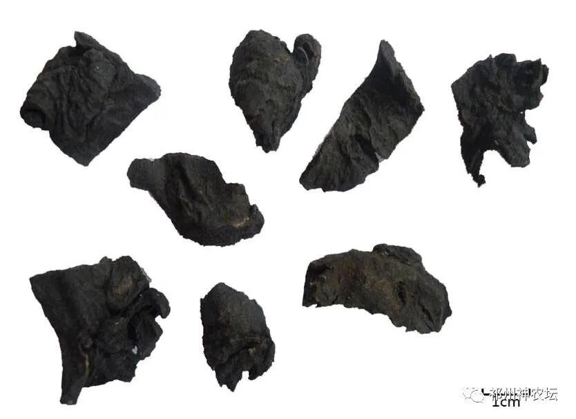 何首乌的样子图片？何首乌是云锦花纹还是左旋右旋？