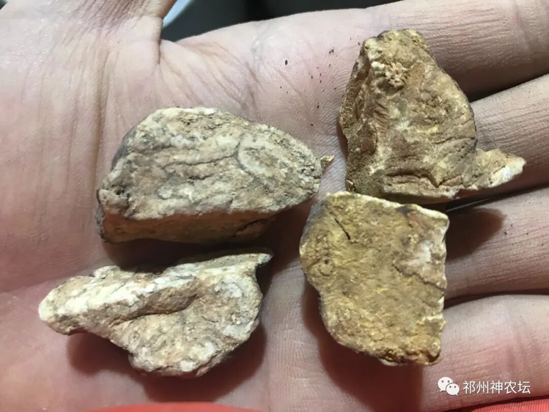 何首乌的样子图片？何首乌是云锦花纹还是左旋右旋？