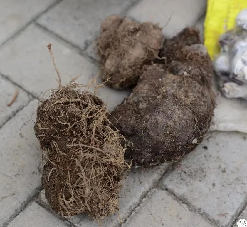 何首乌的样子图片？何首乌是云锦花纹还是左旋右旋？