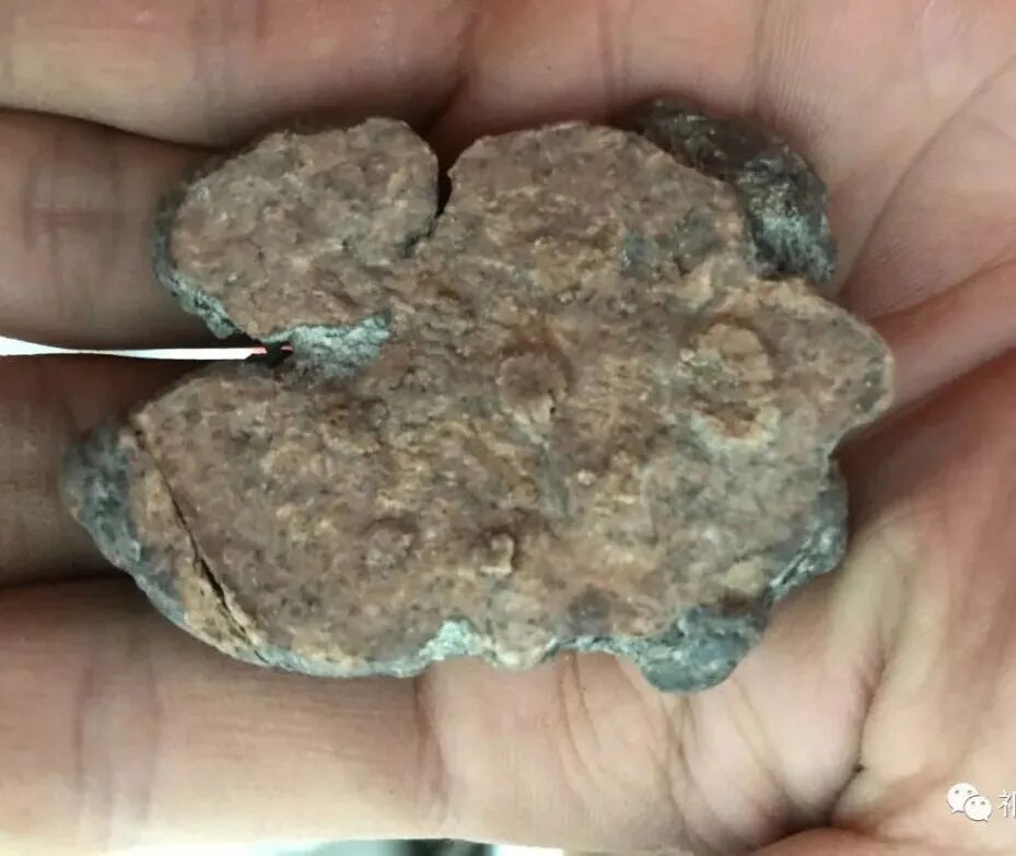 何首乌的样子图片？何首乌是云锦花纹还是左旋右旋？