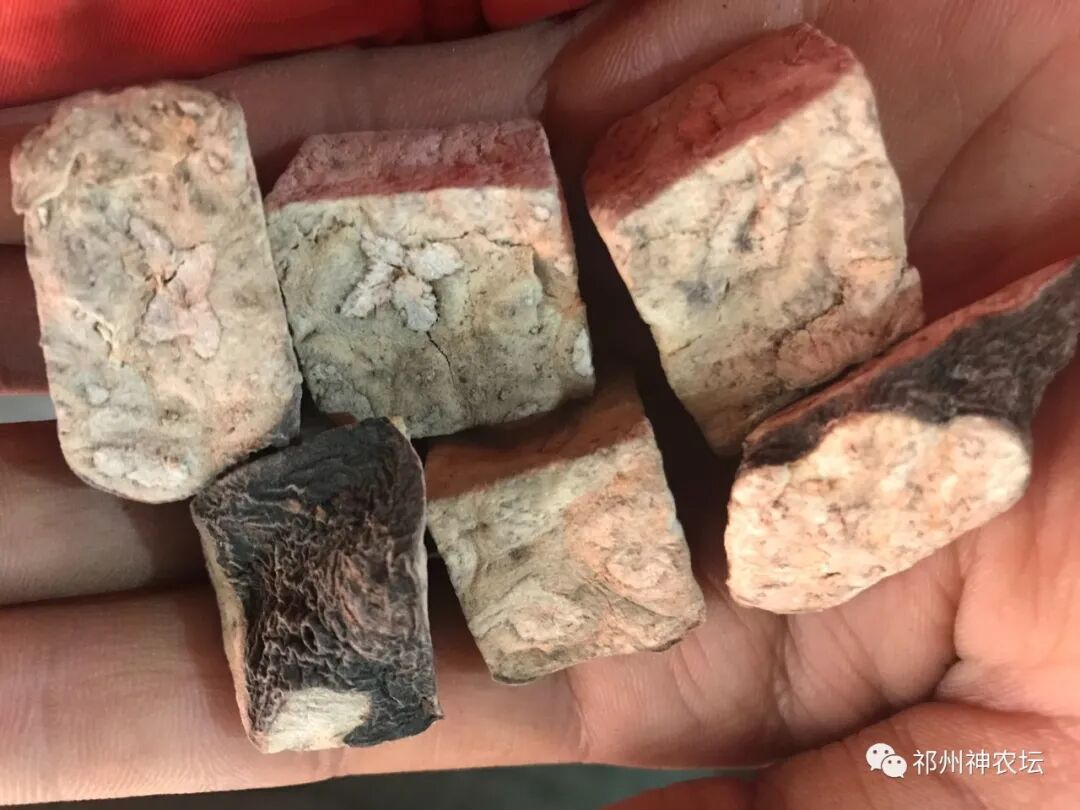 何首乌的样子图片？何首乌是云锦花纹还是左旋右旋？