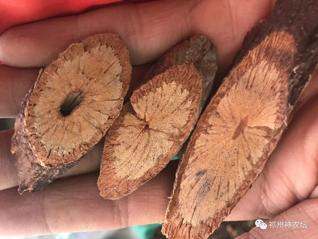 何首乌的样子图片？何首乌是云锦花纹还是左旋右旋？