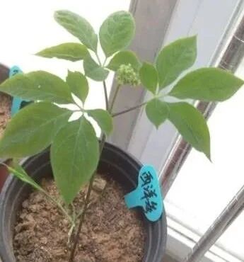 桔梗科党参属中药有几种？桔梗与党参是一样的吗