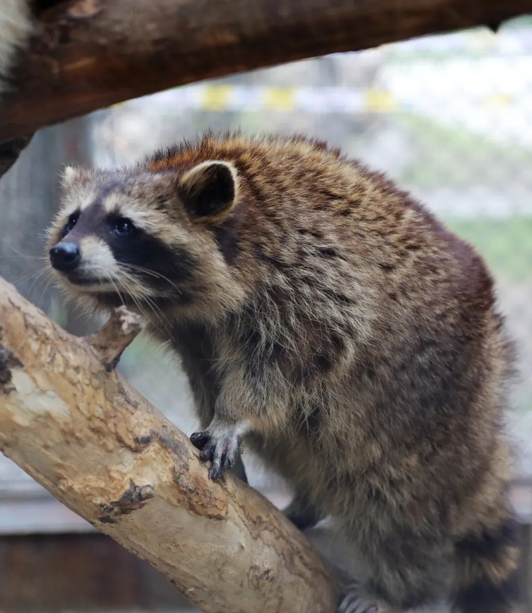 資訊丨快來動物園接收前方高萌暴擊！