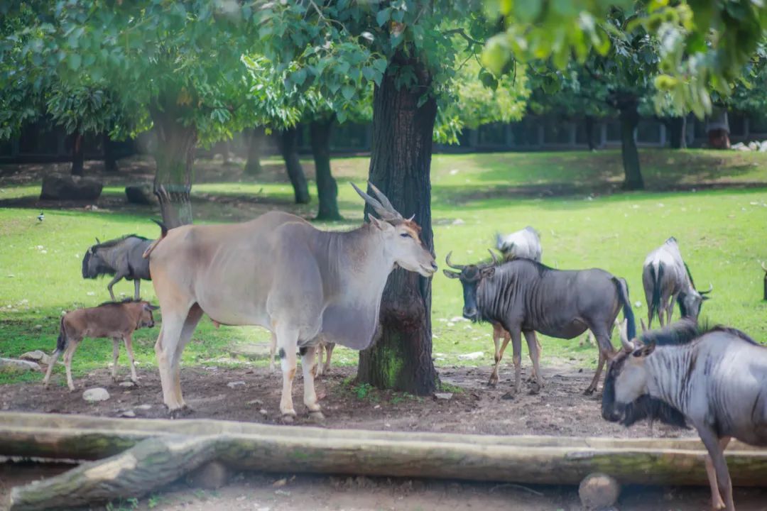 資訊丨快來動物園接收前方高萌暴擊！