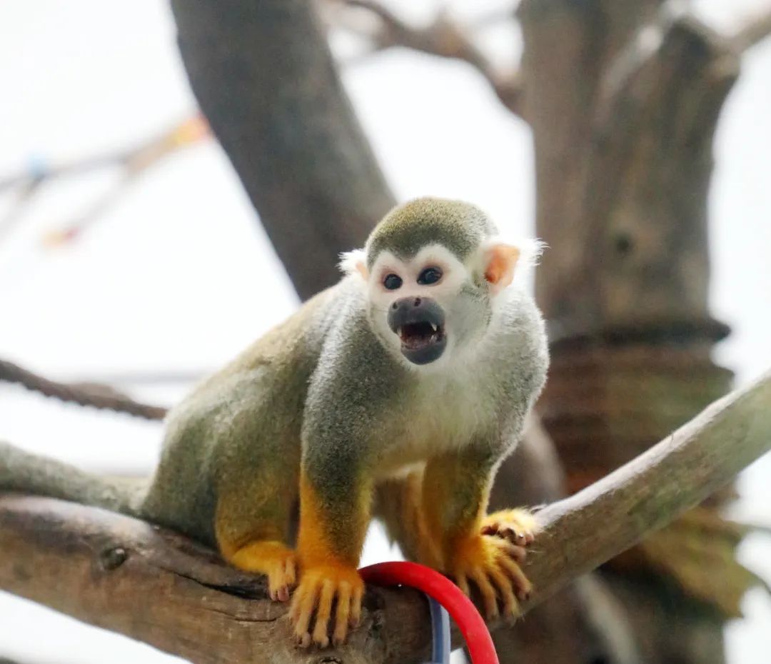 資訊丨快來動物園接收前方高萌暴擊！