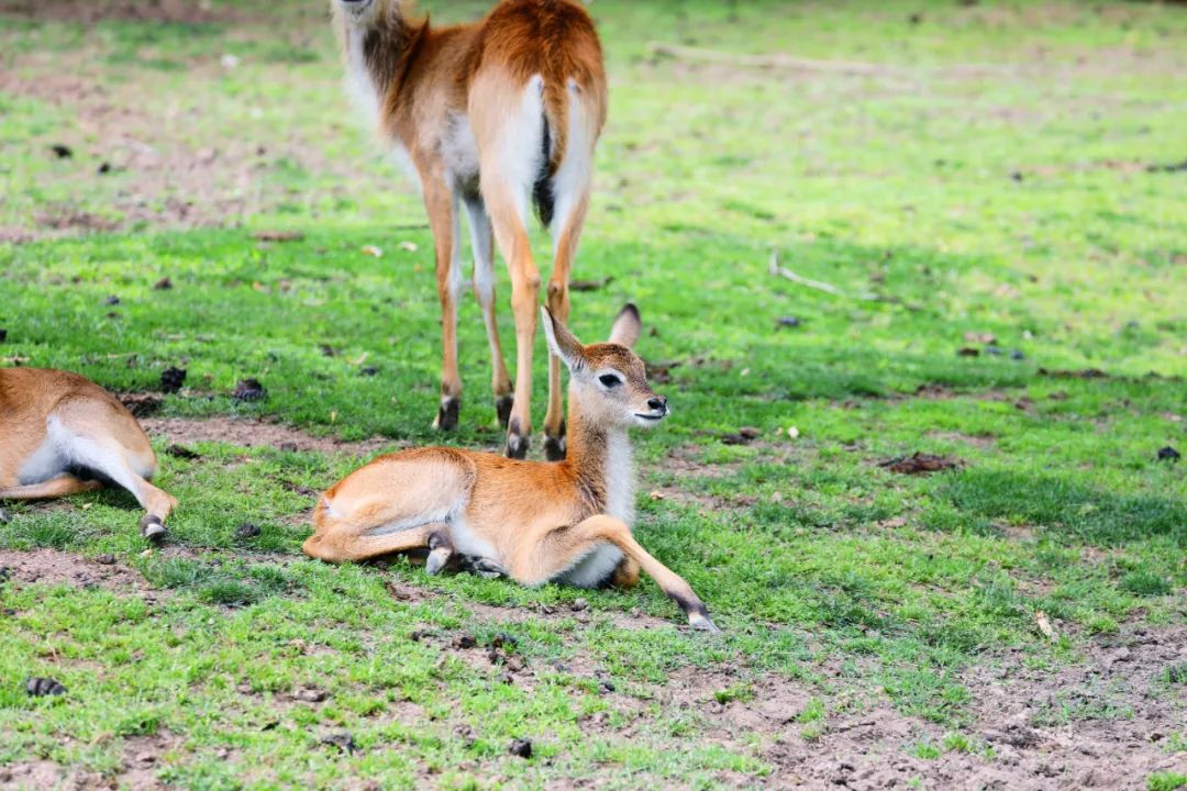 資訊丨快來動物園接收前方高萌暴擊！