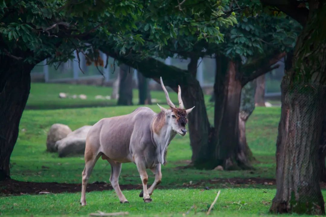 資訊丨快來動物園接收前方高萌暴擊！