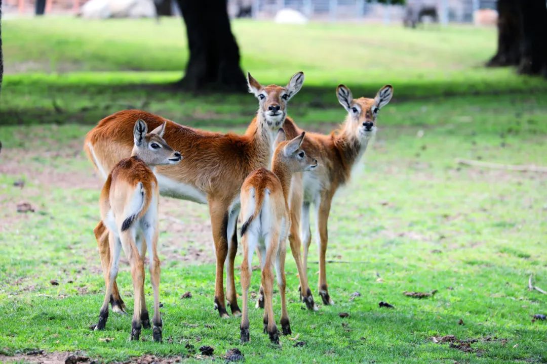 資訊丨快來動物園接收前方高萌暴擊！