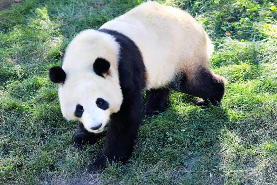 資訊丨快來動物園接收前方高萌暴擊！