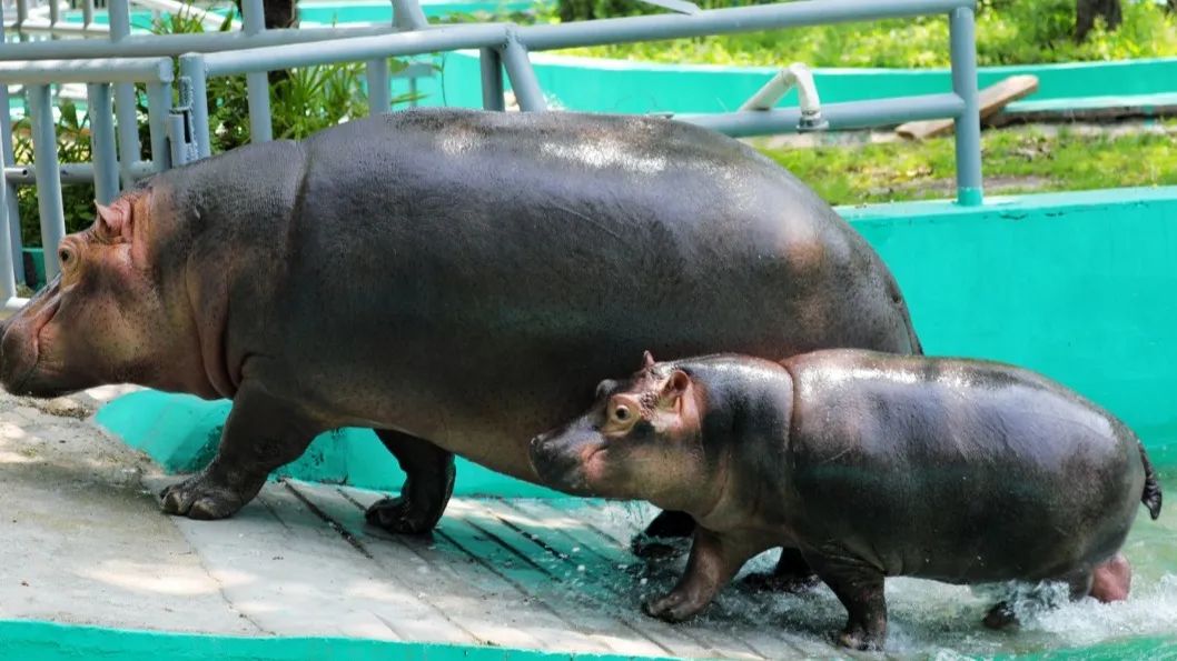 資訊丨快來動物園接收前方高萌暴擊！