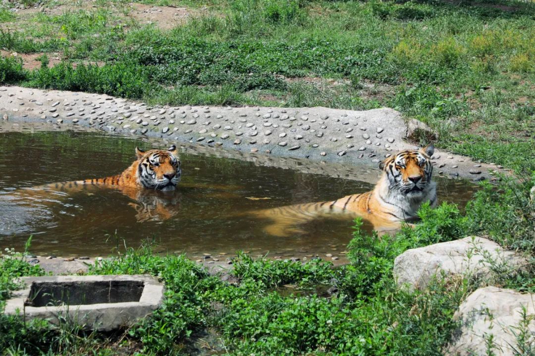 資訊丨快來動物園接收前方高萌暴擊！