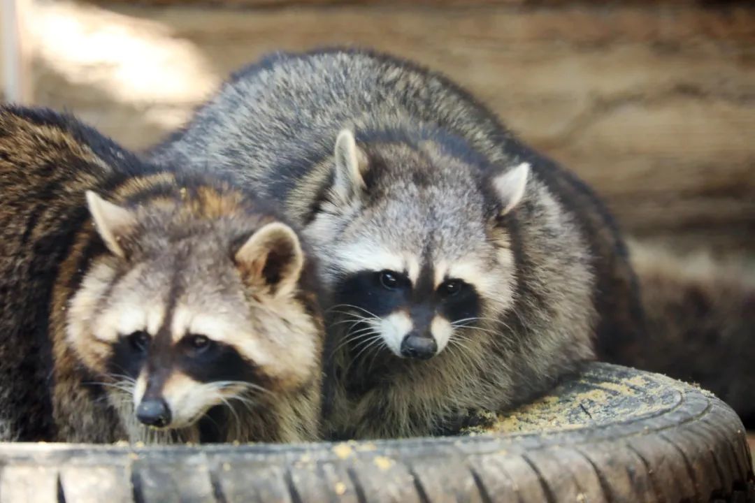 資訊丨快來動物園接收前方高萌暴擊！