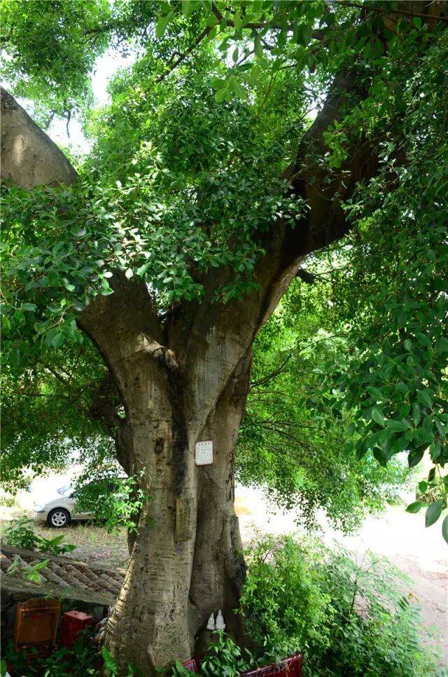 增城人家丨千年古村落西山村南山古胜美名扬蔡氏家风成佳话