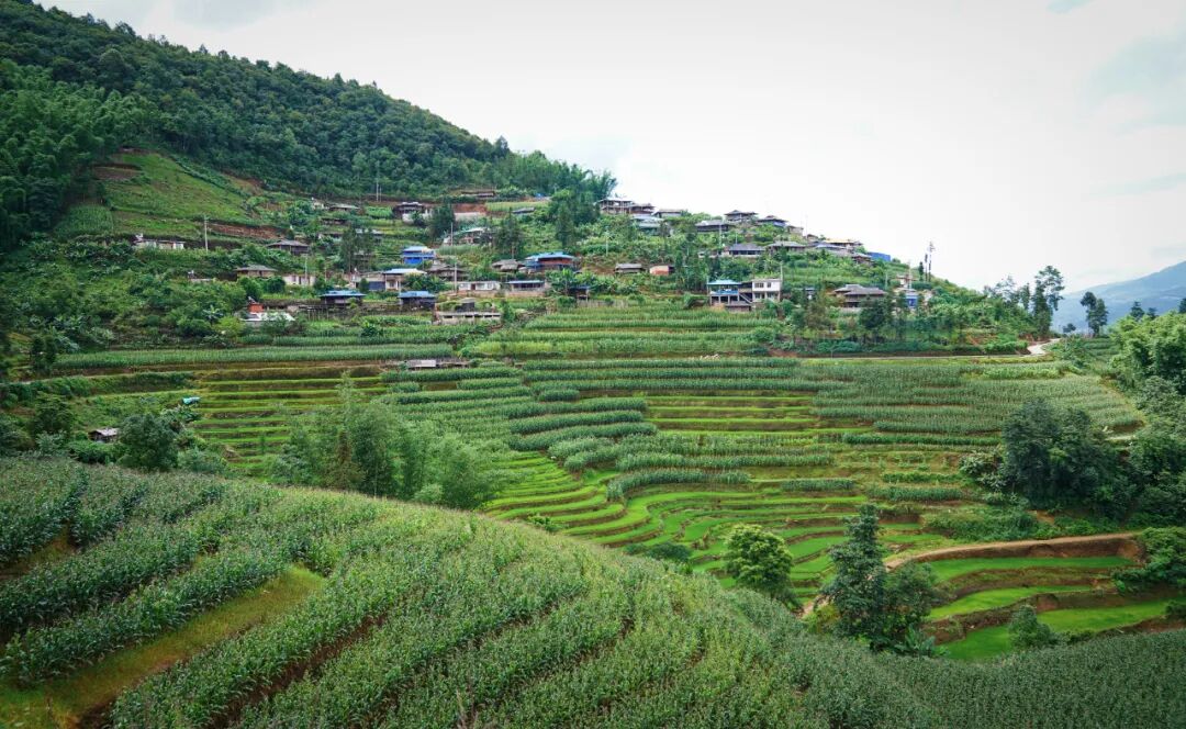 普洱市西盟县边境乡村的"小康梦"
