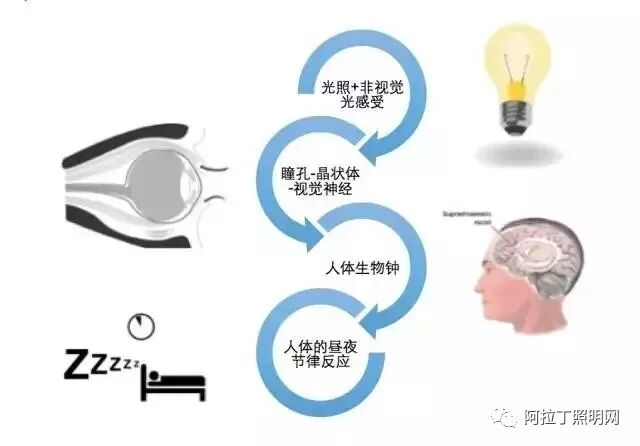 一文看懂2017年景觀照明、智能照明、植物照明、健康照明、汽車照明發展概況|照明亮化/顯示屏動態-陜西紅樹林景觀照明有限公司