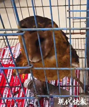 盐城市民捡到一只长得像猴子的鸟 一查是“国保”