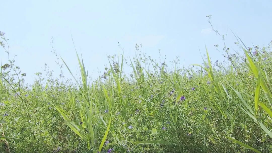 走向我们的小康生活 科左后旗 紫花苜蓿开镰收割 绿色发展好光景 科左后旗融媒 二十次幂