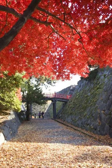 日本絕讚秘境！粉雪天堂、林中溫泉還有米澤和牛，這個冬天沒人比你會玩~ 旅遊 第16張