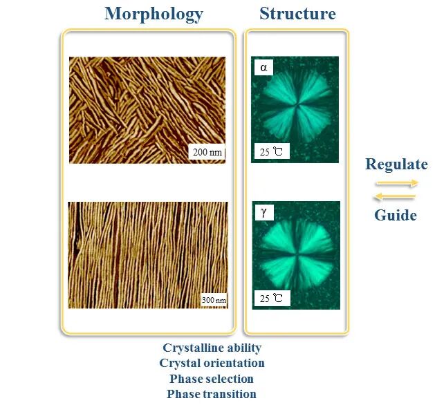 北京化工大学孙晓丽教授：聚合物限域和预有序熔体的结晶行为及结构调控的图1