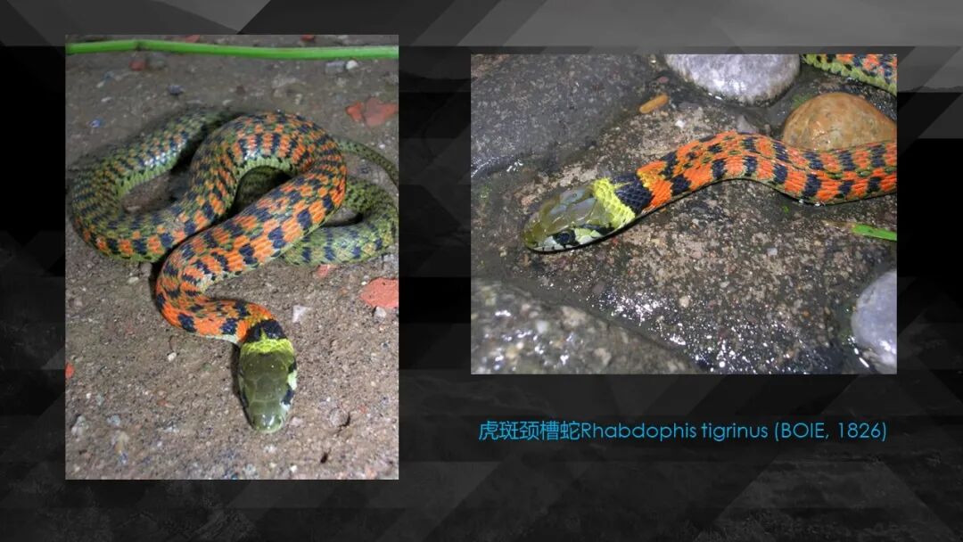 10种食物改变瞳孔颜色_10种食物改变瞳孔颜色_10种食物改变瞳孔颜色