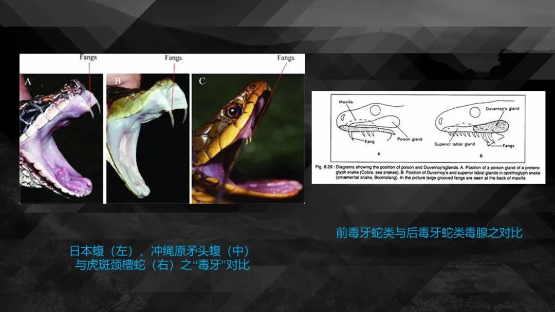 10种食物改变瞳孔颜色_10种食物改变瞳孔颜色_10种食物改变瞳孔颜色