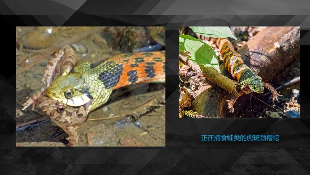 10种食物改变瞳孔颜色_10种食物改变瞳孔颜色_10种食物改变瞳孔颜色