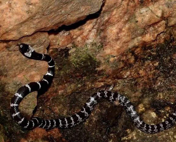 10种食物改变瞳孔颜色_10种食物改变瞳孔颜色_10种食物改变瞳孔颜色