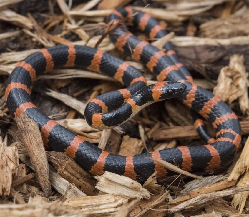 10种食物改变瞳孔颜色_10种食物改变瞳孔颜色_10种食物改变瞳孔颜色