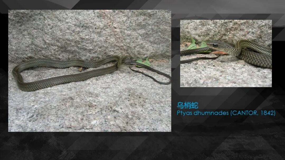 10种食物改变瞳孔颜色_10种食物改变瞳孔颜色_10种食物改变瞳孔颜色