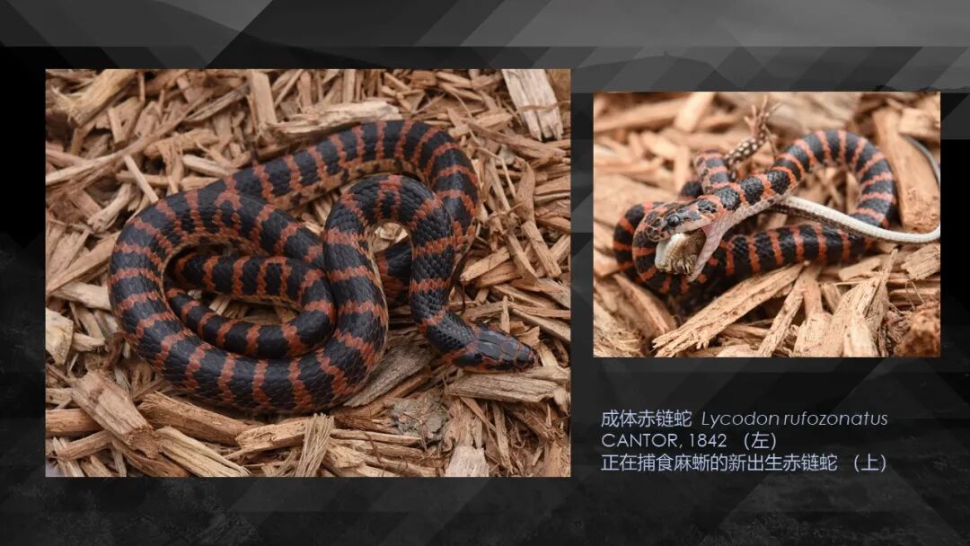 10种食物改变瞳孔颜色_10种食物改变瞳孔颜色_10种食物改变瞳孔颜色