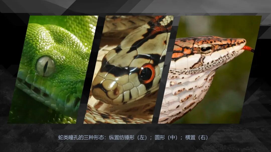 10种食物改变瞳孔颜色_10种食物改变瞳孔颜色_10种食物改变瞳孔颜色