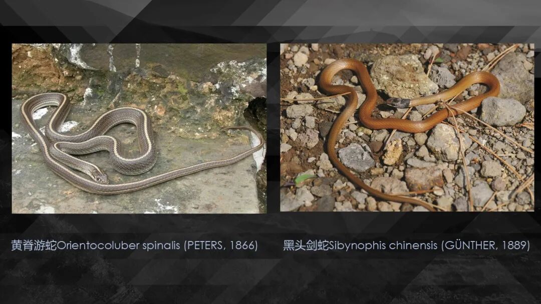 10种食物改变瞳孔颜色_10种食物改变瞳孔颜色_10种食物改变瞳孔颜色