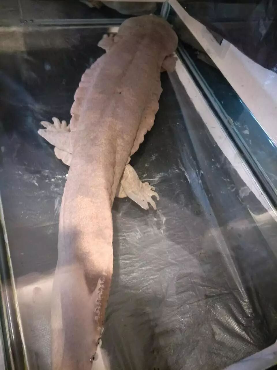 园内还养殖了大鲵( 娃娃鱼), 中华鲟,三文鱼,鸭嘴鱼,阴河鱼等冷水鱼