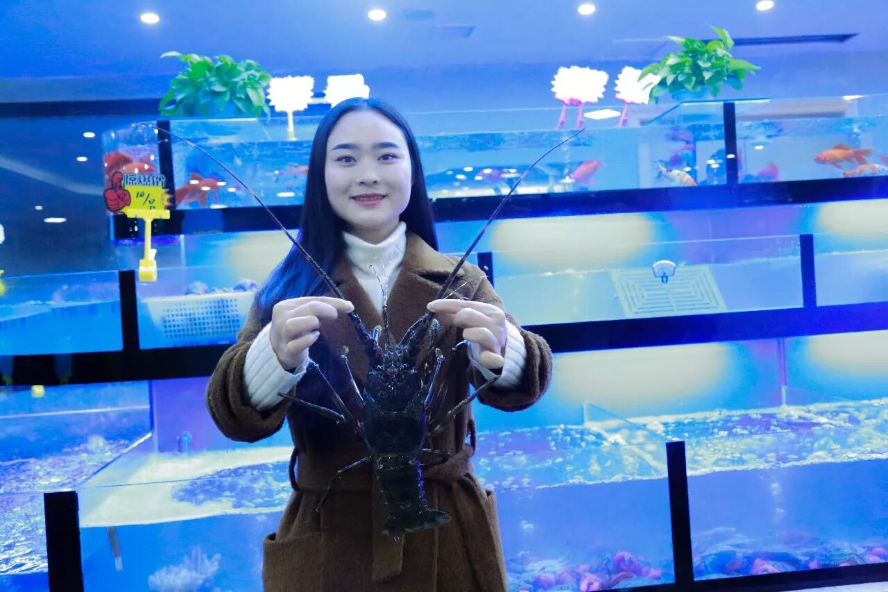 帝王蟹,澳州龙虾霸气来袭|成都水产捕捞联盟