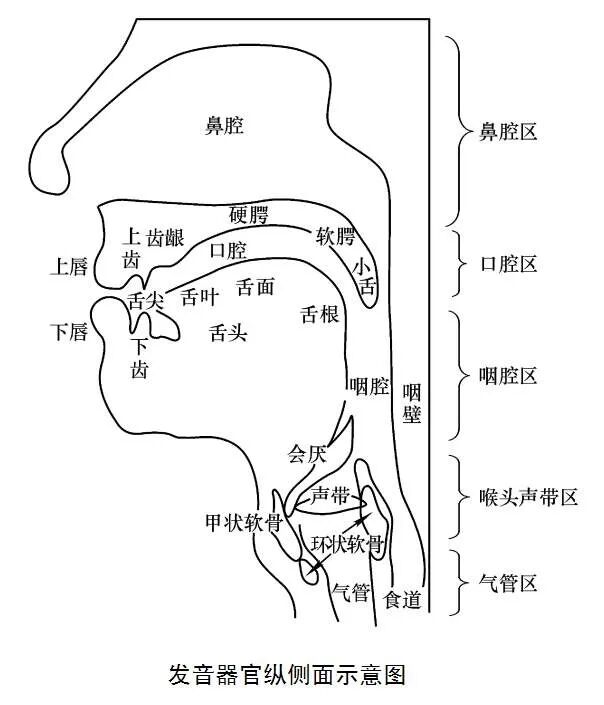 如何进行口腔控制与练习? - 艺术考级网