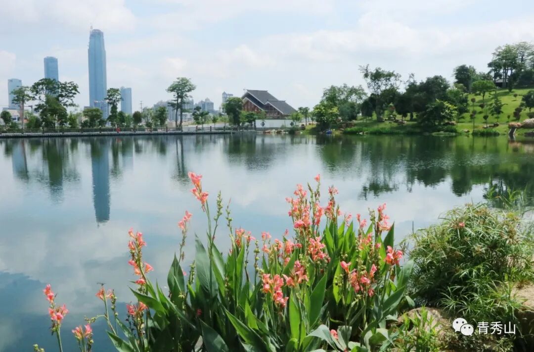 青秀山美人蕉丨一似美人春睡起 绛唇翠袖舞东风 青秀山 微信公众号文章 微小领