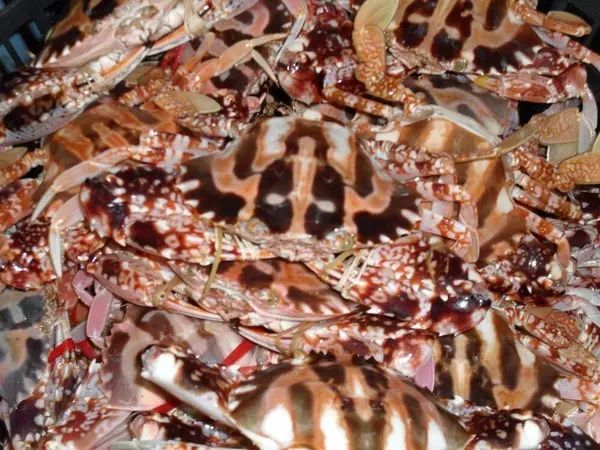 花礁蟹百度百科图片